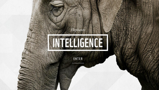 WWF Together iPad App